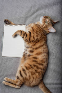 Top view of a cat with a white notepad sheet and a pen. copy space.