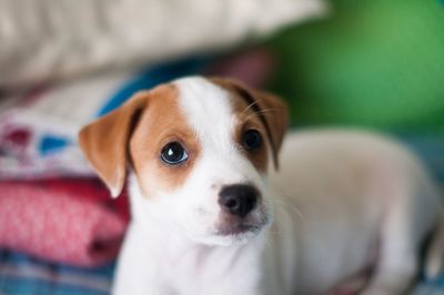 Close-up portrait of puppy at home