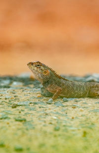 Close-up of lizard on land