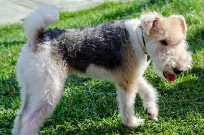 Close-up of dog on grass