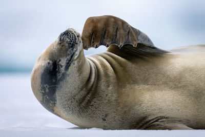 Close-up of crabeater seal scratching its chin