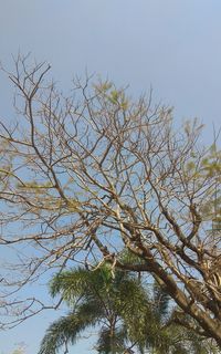 Low angle view of tree against sky