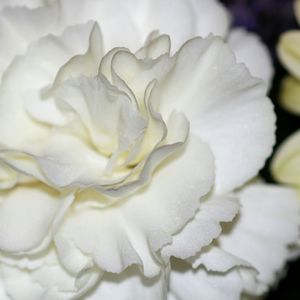 Close-up of white flowers