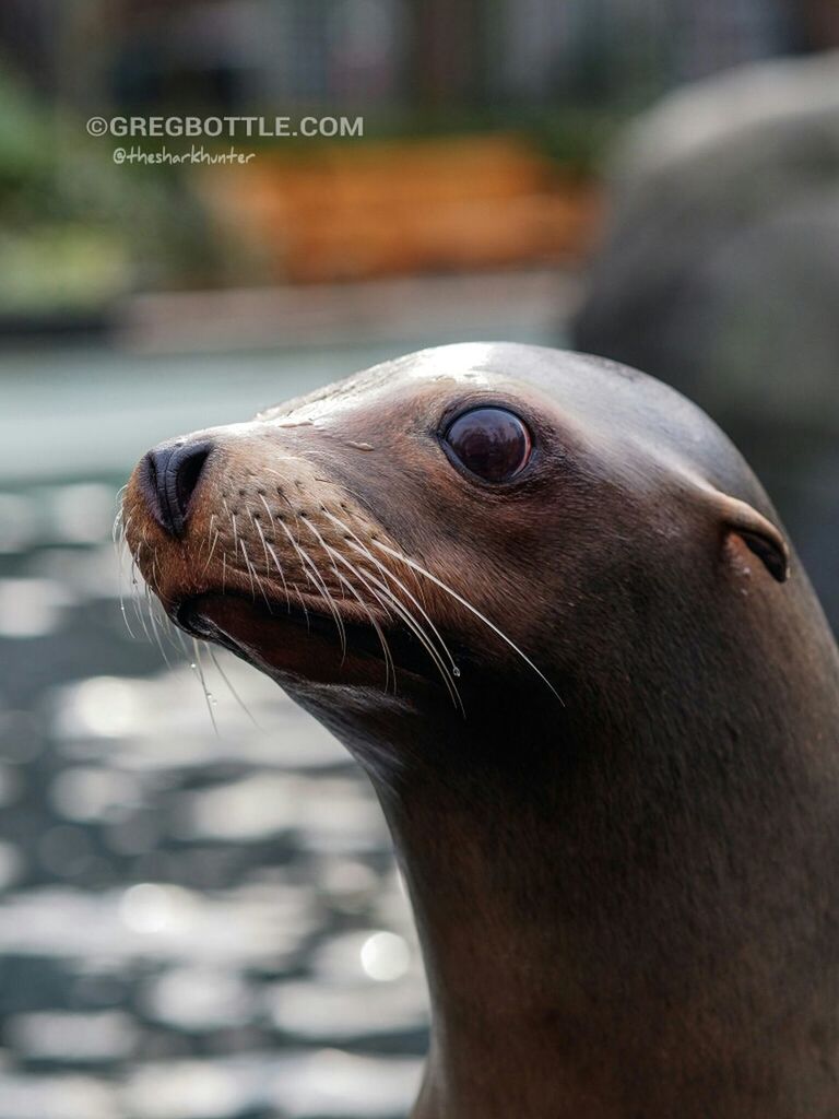 New York Zoo