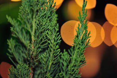 Close-up of pine tree branch