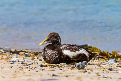 Eider duck resting on the beach of the north sea near helgoland