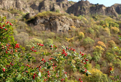 Red flowering plants on land against mountains