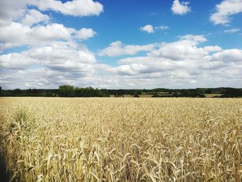 Scenic view of wheat field against sky