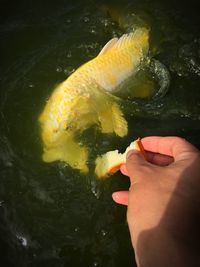 Person swimming in a lake