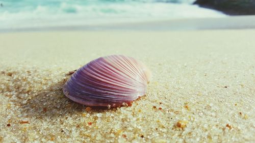 Close-up of seashell on sand at beach