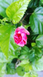 Close-up of pink rose blooming outdoors