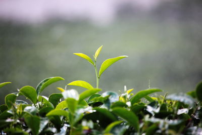 Close-up of plant growing in field