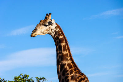 View of giraffe against blue sky