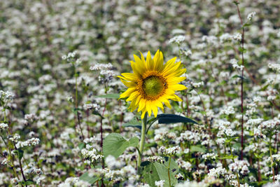 Close-up of yellow flowering plant on field