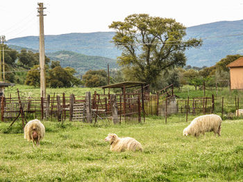 Sheep on field against sky