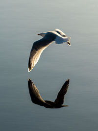 Bird flying over lake