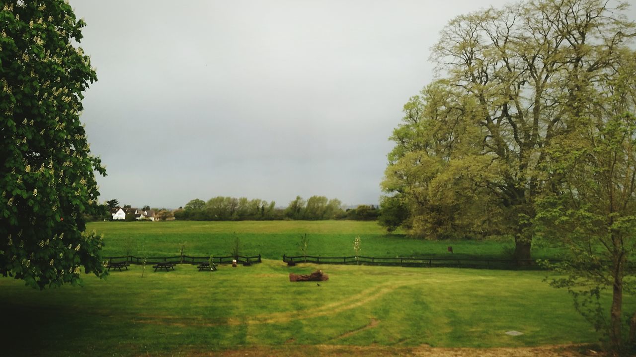 tree, grass, green color, tranquil scene, tranquility, field, landscape, sky, nature, scenics, growth, beauty in nature, grassy, water, lake, rural scene, outdoors, day, idyllic, no people