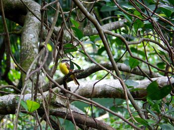 Bird perching on tree