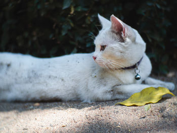 Close-up of a cat looking away