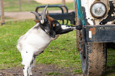 White, brown and black spotted goat at the vintage soviet truck zil-130 in the village