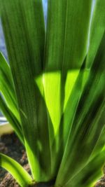 Close-up of fresh green plant