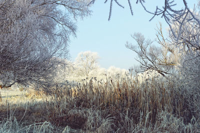 Low angle view of trees against clear sky