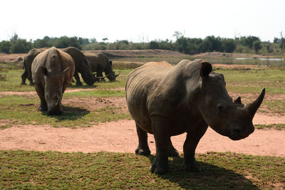 Rhinoceros standing on field