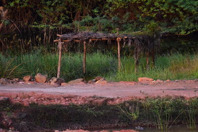 View of animals in forest