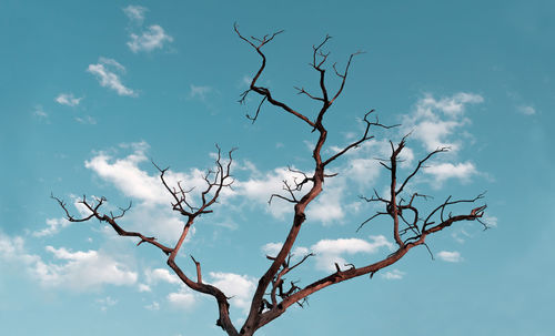 Low angle view of bare tree against blue sky