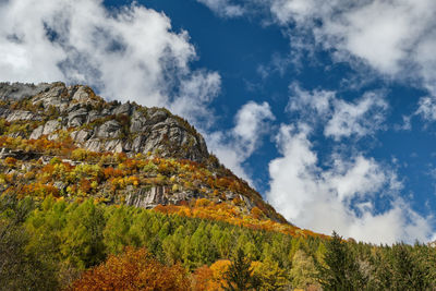 Low angle view of plants against sky during autumn