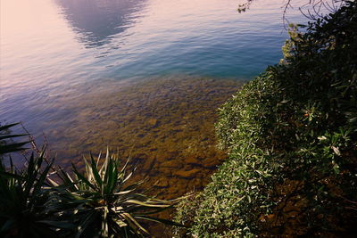 High angle view of plants by lake