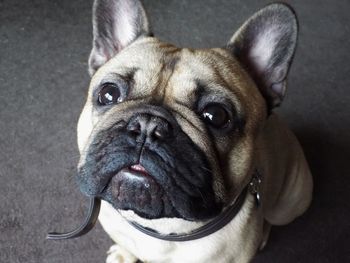 Close-up portrait of dog