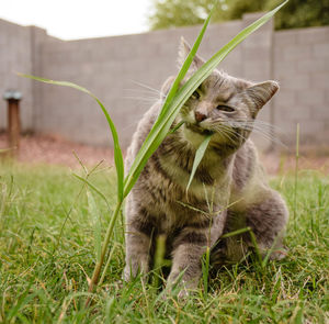 Animal grazing on grassy field