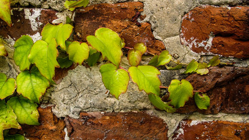 Close-up of plants