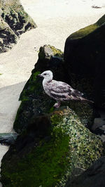 Ducks on rock