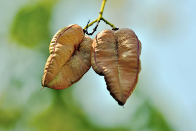 Close-up of dry leaf