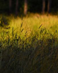 Close-up of plants on field