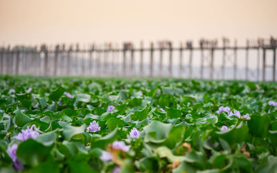 Close-up of purple flowering plants against sky