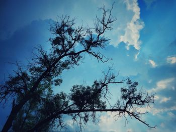 Low angle view of silhouette tree against blue sky