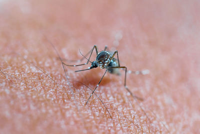 Close-up of spider