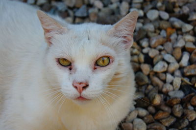 Close-up portrait of cat