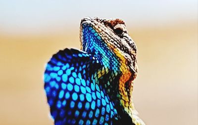 Close-up of a bird