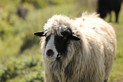 Close-up of goat