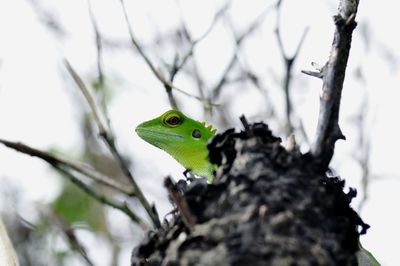 Close-up of lizard on tree