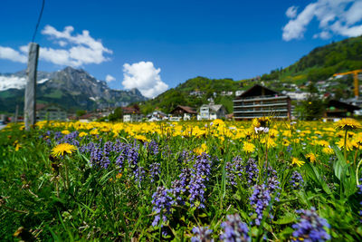 Fresh yellow flowers in field against sky