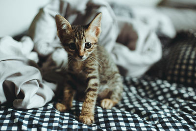 Cute kitten playing in bedroom background.