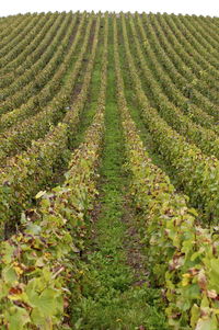 Scenic view of green field