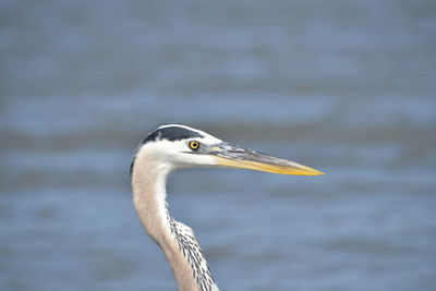 Close-up of a bird