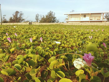 Close-up of flowers blooming in field