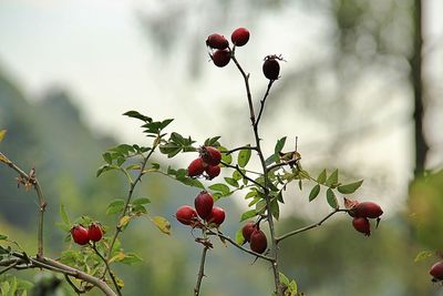 Red berries growing on tree